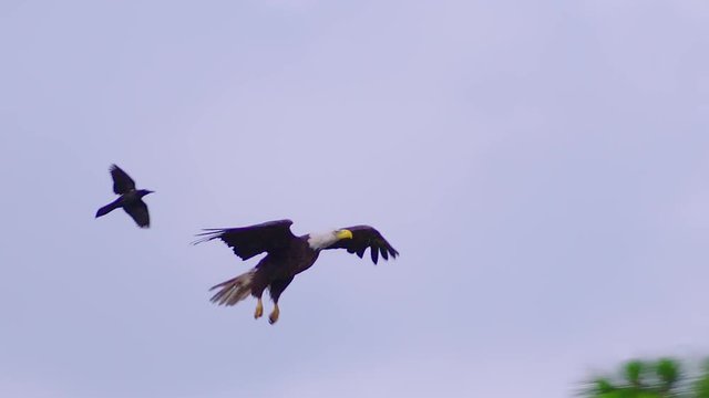 Amazing shot of a Bald Eagle flying in 120 fps slow-motion as he glides in for a nice landing in a tall old tree.  Blue skies and nice white clouds. 120 fps 4K.