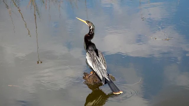 Anhinga with wings spread drying in the sun