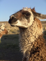 Per&ugrave; - Lama - Alpaca