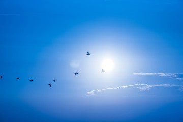 Birds fly against the sky