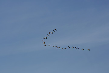 flock of birds flying in blue sky 