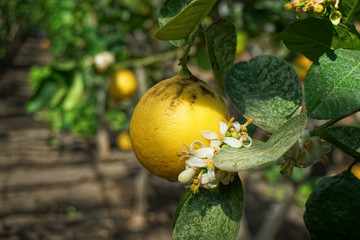 Blooming lemon tree with yellow fruits in the greenhouse