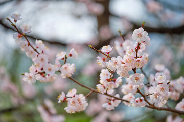 Blooming sakura cherry blossom