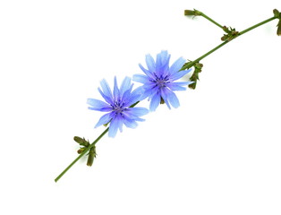 Chicory ordinary (lat. Chicory common) Blue common chicory flower Latin cichorium intybus from the dandelion family.