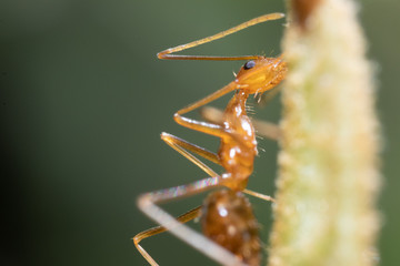 super macro Ant action standing.Ant carry food