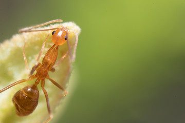super macro Ant action standing.Ant carry food