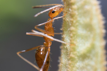 Naklejka premium super macro Ant action standing.Ant carry food