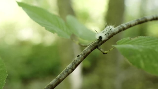 White caterpillar with black spikes crawls on tree - Hickory tussock moth larva 