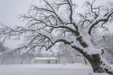 Snowfall in the park