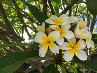 Fototapeta premium tropical flowers in the garden