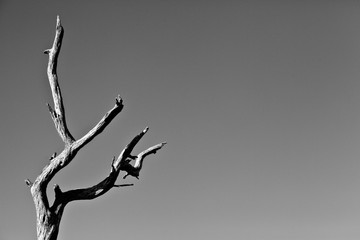 Fototapeta premium Dead Tree in B&W