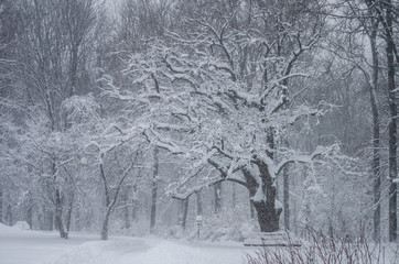 Fototapeta premium Snowfall in the park
