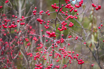 Close up Autumn red berries on branches. Bush with lots of winter berries in selective focus, natural background.