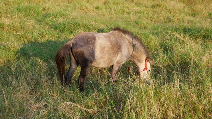 Horse in the middle of the grass