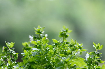 Fresh green leaf Sweet Basil nature background.(Basilicum Ocimum)