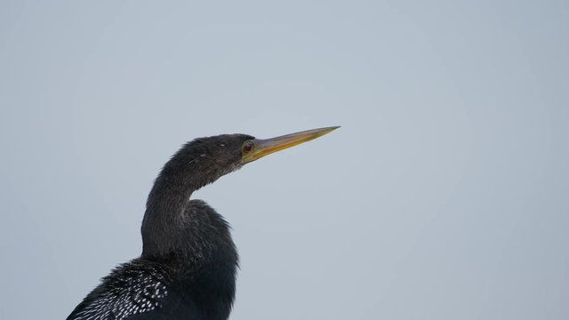 Anhinga (cormorant) perched on a dead branch