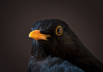 close-up portrait of male blackbird in winter in stockholm