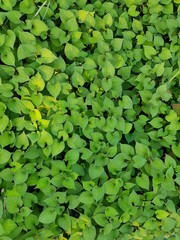 green leaves background