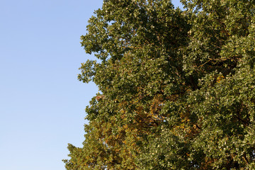 oak part