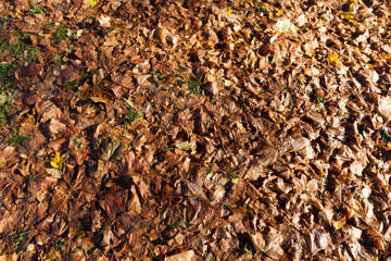 Brown rotten leaves