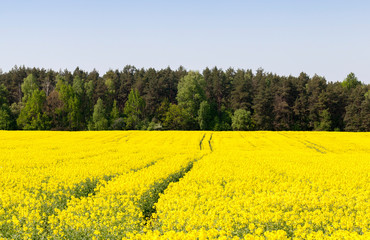 canola yellow field