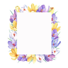 Spring frame with colorful crocus flowers. Hand painted in watercolor.