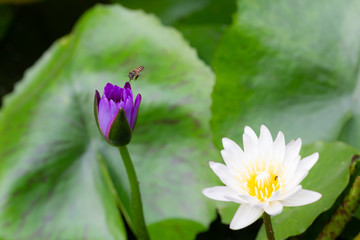 Fototapeta na wymiar Bees flying on purple and white lotus Flower in water pond.