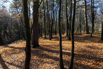 Fototapeta premium autumn forest