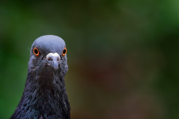 portrait of feral pigeon city pigeon in stockholm