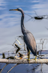 Great Blue Heron (ARDEA herodias) hunting prey.