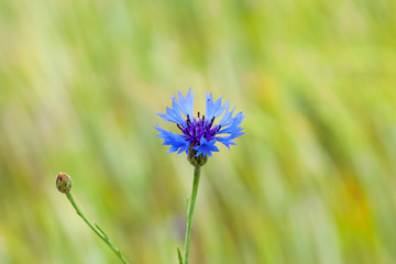 Cornflower field