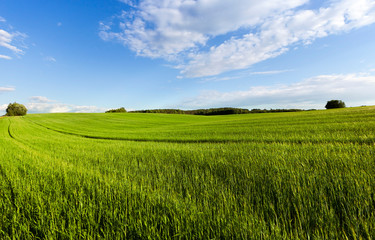 Landscape field