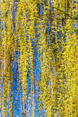 foliage on a willow