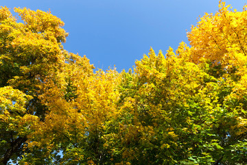 Fototapeta premium half-yellowed foliage