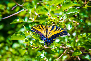 Butterfly 3 by Skip Weeks