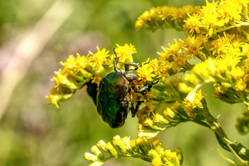 Rosenkäfer