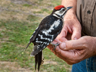 very cute and friendly young fledgeling great spotted woodpecker