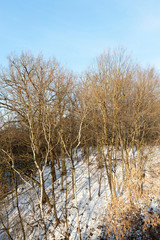 Bare trees growing on a hill against a blue sky