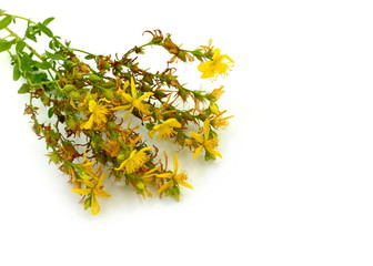 Common St. Johnswort flower ( tutsan ) isolated on white background. Kantarion.