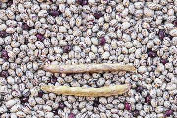 dried white and purple navy beans background