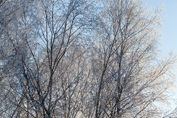 Fototapeta na wymiar Frost on tree branches