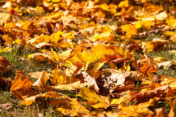 The fallen maple leaves