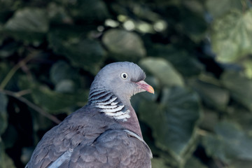 portrait of wood pigeon in stockholm