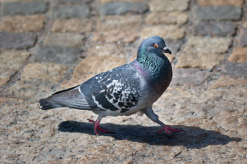 feral pigeon city pigeon in stockholm