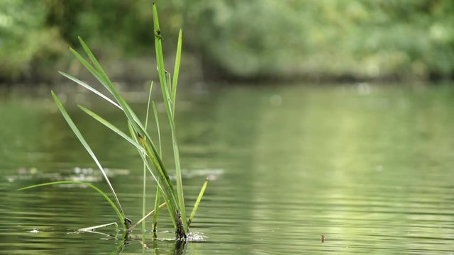 Cattail growing out of water in small pond