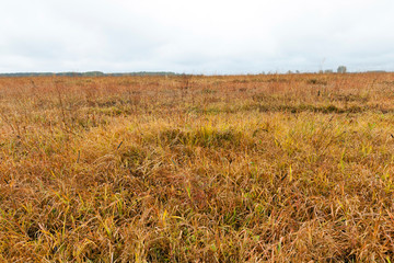 Fototapeta premium yellowed grass, autumn