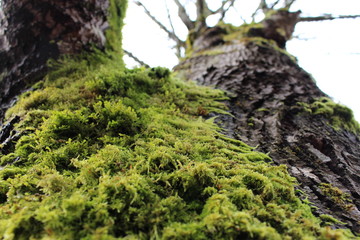moss on a tree
