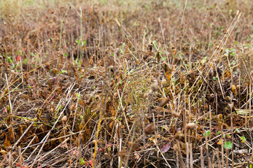 yellow grass in autumn