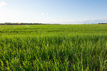 agricultural field with green