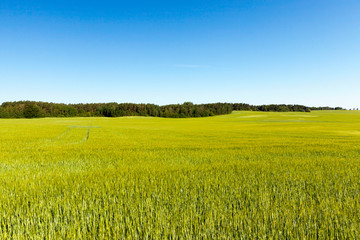 An agricultural field with a crop